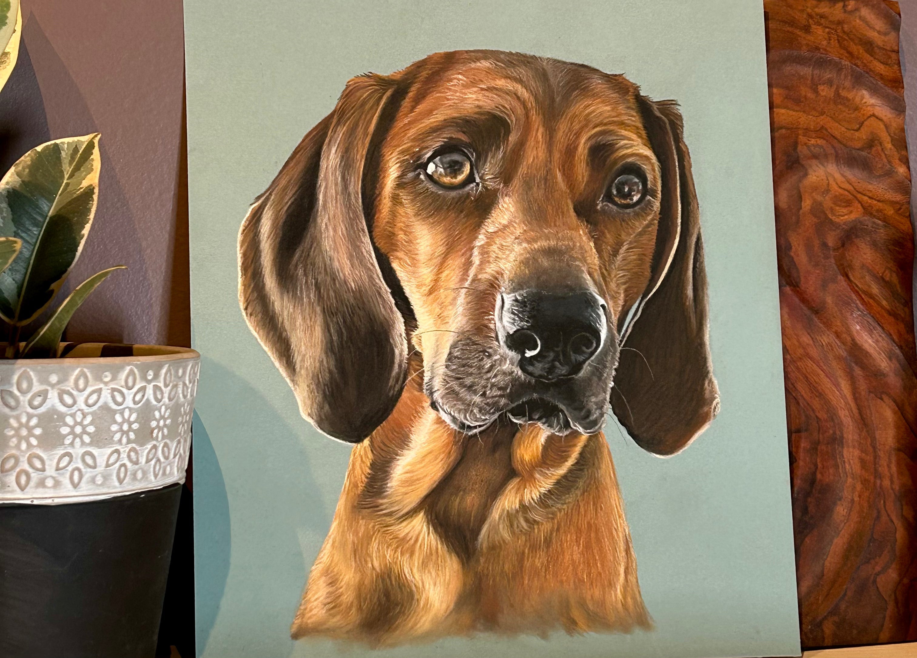 red boned coonhound drawing