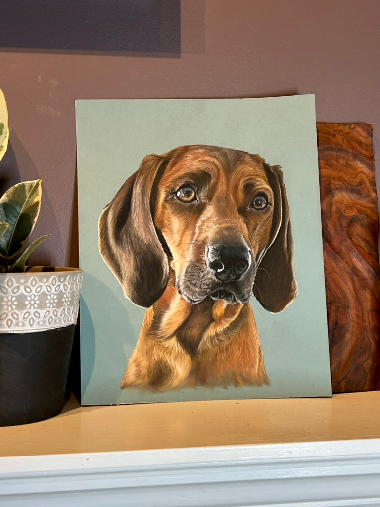 Single Pet Portrait