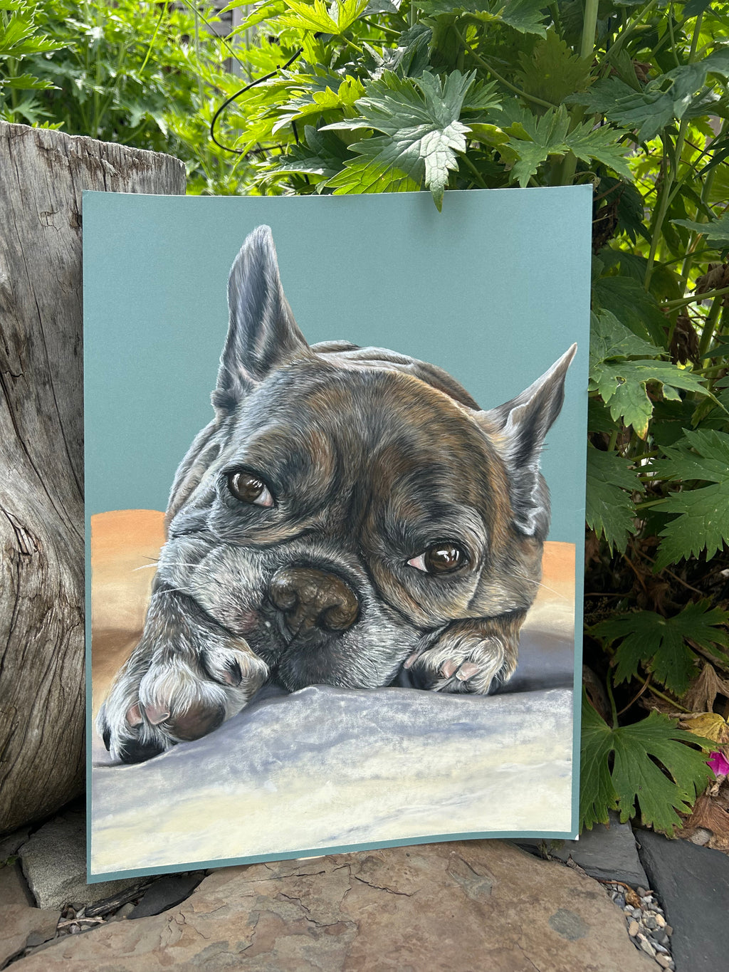 Single Pet Portrait