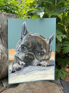 Single Pet Portrait