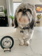 Mini Pet Portrait
