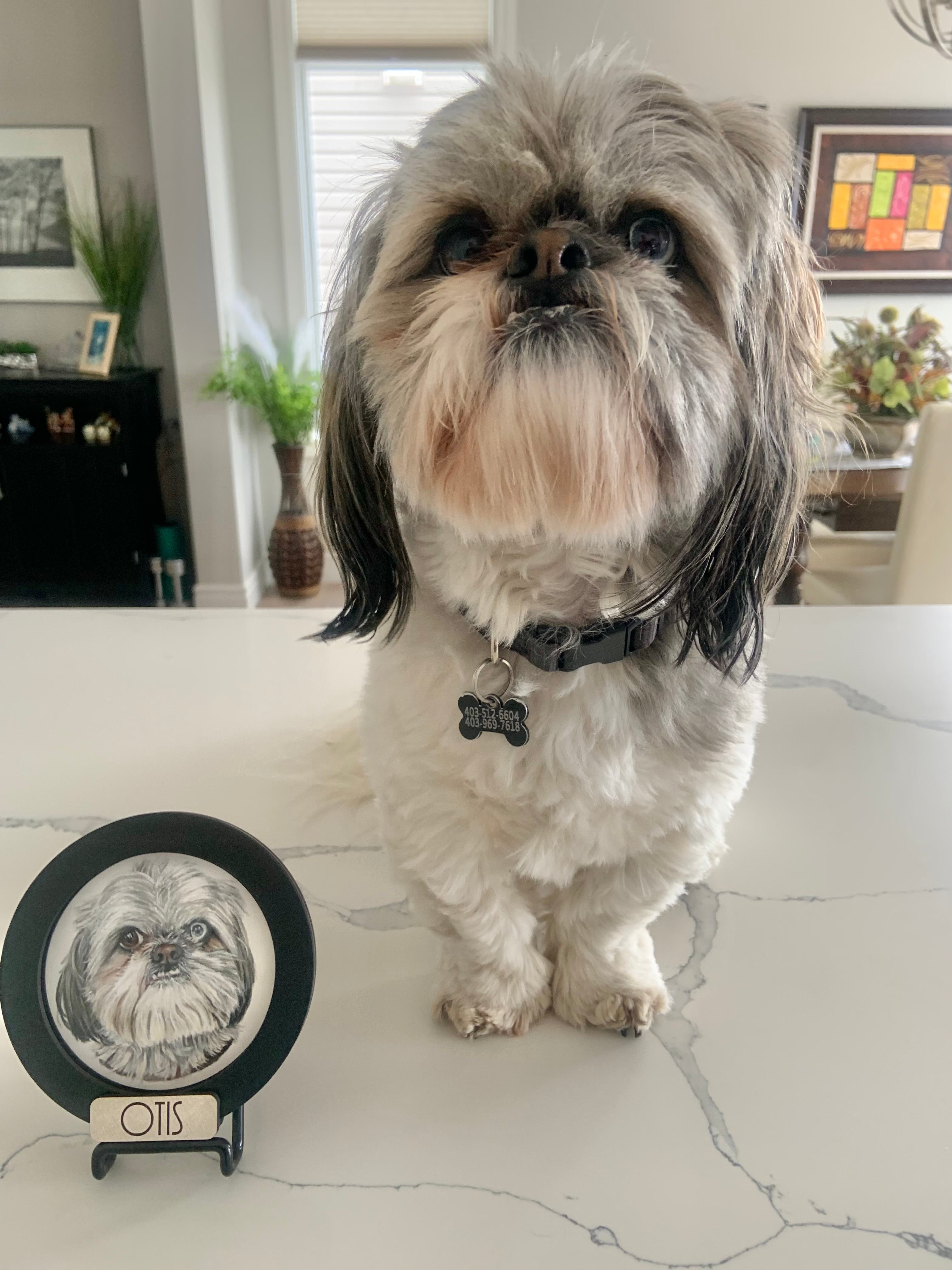 Mini Pet Portrait