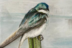tree swallow drawing