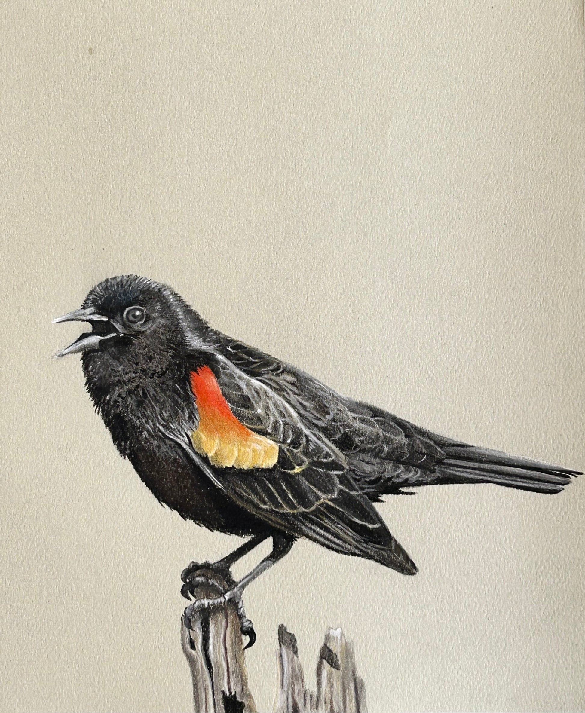 red winged blackbird drawing