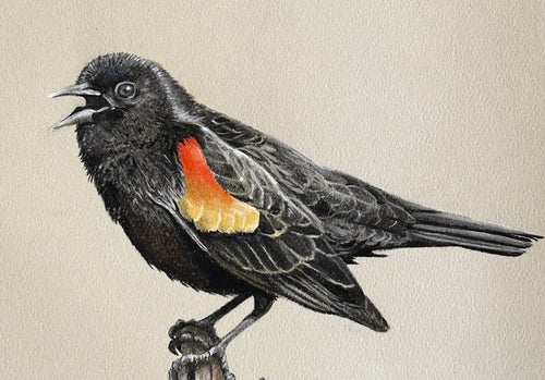 red winged blackbird drawing