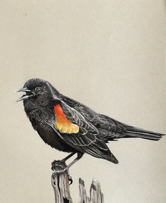 red winged blackbird drawing